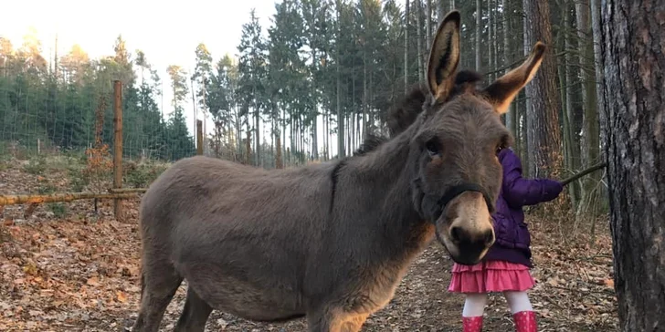Na procházku s oslíkem i vč. krmení nebo profesionální focení 9 snímků