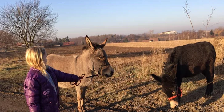 Na procházku s oslíkem i vč. krmení nebo profesionální focení 9 snímků