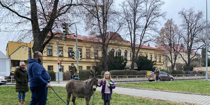 Na procházku s oslíkem i vč. krmení nebo profesionální focení 9 snímků