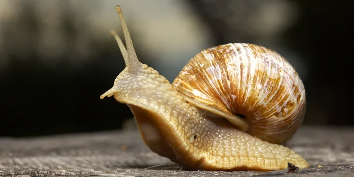 4hodinový individuální kurz focení v přírodě: půjčení techniky i pronájem fotokrytu