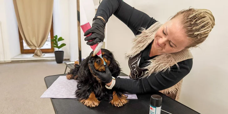 Dentální hygiena pro psy: čištění zubů, odstranění zubního kamene i poradenství