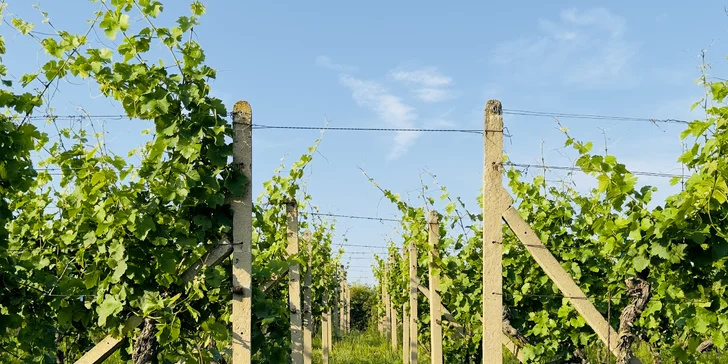 Degustace vín a romantický piknik ve vinici na jižní Moravě pro 2 osoby
