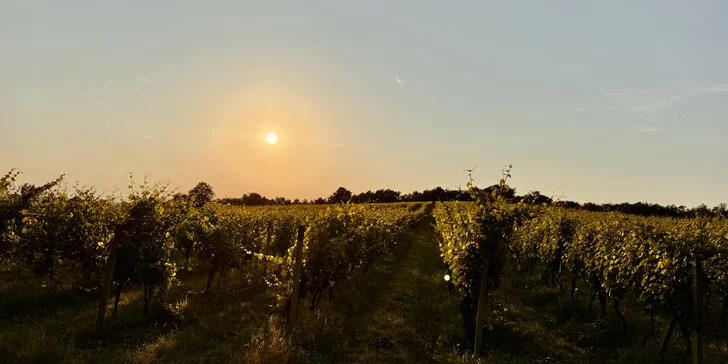 Degustace vín a romantický piknik ve vinici na jižní Moravě pro 2 osoby
