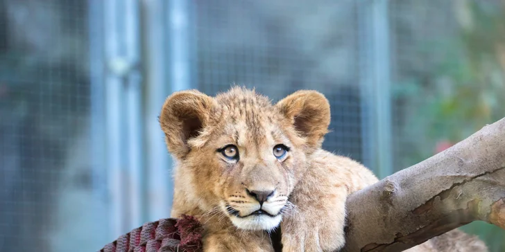 Pobyt v Liberci pro páry i rodiny: snídaně, využití Sport Parku i zoologická zahrada