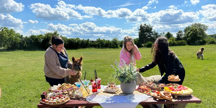 Den plný chlupaté radosti pro každého: setkání s alpakami, procházky, mazlení i krmení