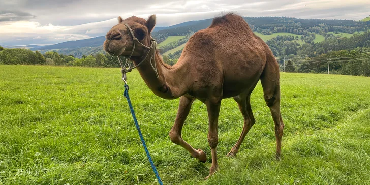 Cameltreking: procházka s velbloudem pro 2 osoby, okruh na 1,5 či 3,5 km