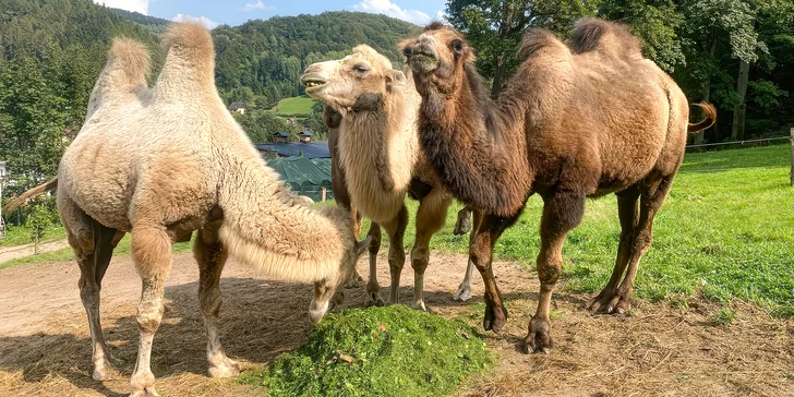 Cameltreking: procházka s velbloudem pro 2 osoby, okruh na 1,5 či 3,5 km