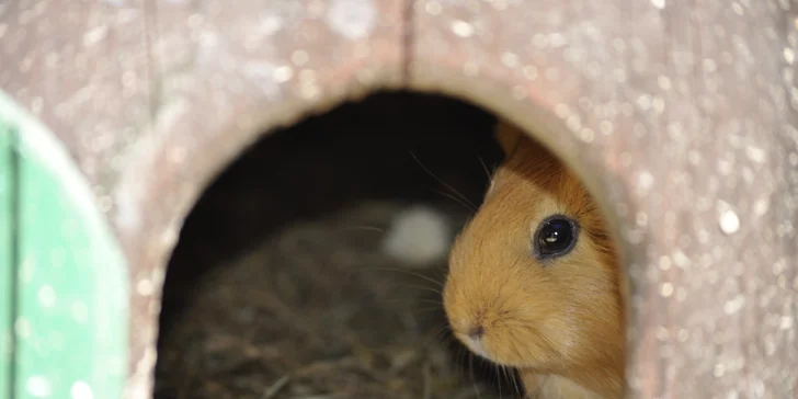 VIP vstup do záchranné stanice v Bartošovicích vč. krmení zvířat pro 2 osoby