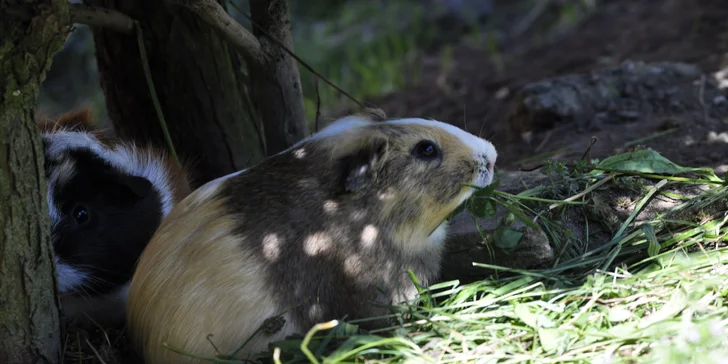 VIP vstup do záchranné stanice v Bartošovicích vč. krmení zvířat pro 2 osoby