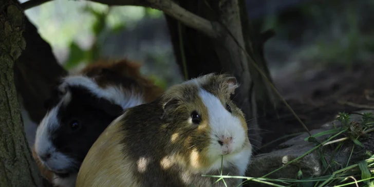 VIP vstup do záchranné stanice v Bartošovicích vč. krmení zvířat pro 2 osoby