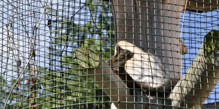 VIP vstup do záchranné stanice v Bartošovicích vč. krmení zvířat pro 2 osoby