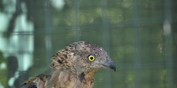 VIP vstup do záchranné stanice v Bartošovicích vč. krmení zvířat pro 2 osoby