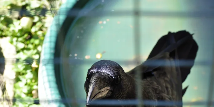 VIP vstup do záchranné stanice v Bartošovicích vč. krmení zvířat pro 2 osoby