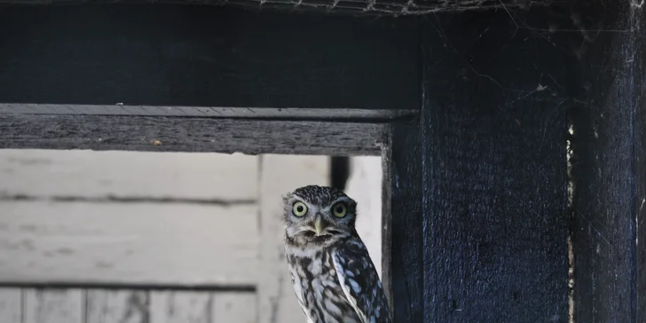 VIP vstup do záchranné stanice v Bartošovicích vč. krmení zvířat pro 2 osoby