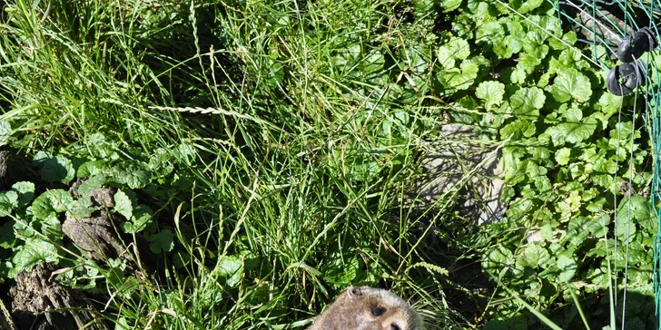 VIP vstup do záchranné stanice v Bartošovicích vč. krmení zvířat pro 2 osoby