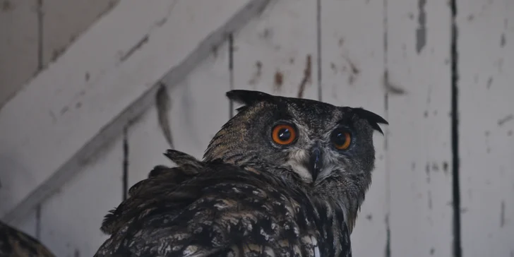 VIP vstup do záchranné stanice v Bartošovicích vč. krmení zvířat pro 2 osoby