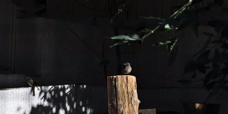 VIP vstup do záchranné stanice v Bartošovicích vč. krmení zvířat pro 2 osoby