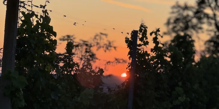 Degustace vín a romantický piknik ve vinici na jižní Moravě pro 2 osoby
