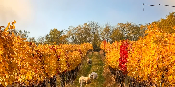 Degustace vín a romantický piknik ve vinici na jižní Moravě pro 2 osoby