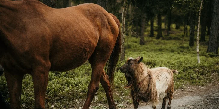 Den na ranči Esencis pro 1–⁠⁠⁠⁠⁠⁠4 osoby, vč. projížďky na koni i vaření kotlíkového guláše