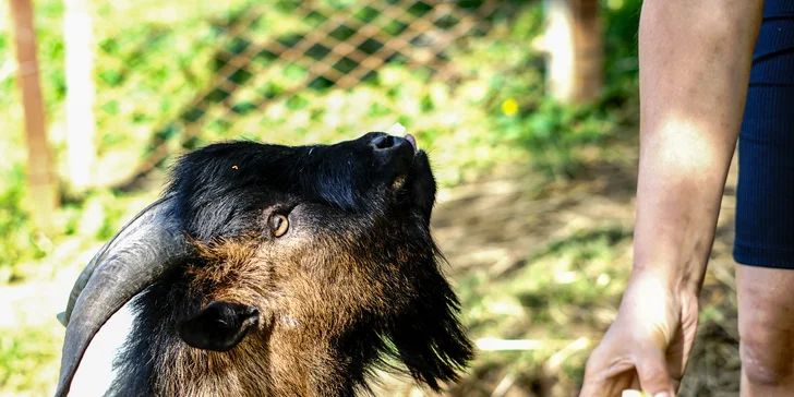 Procházky s alpakami nebo návštěva zahrady s krmením zvířátek