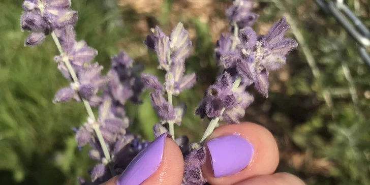 Manikúra s P-Shine, gel lak, francouzská manikúra i SPA manikúra s masáží