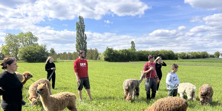 Půjčte si alpaku jen pro sebe a vyrazte na procházku bez doprovodu průvodce