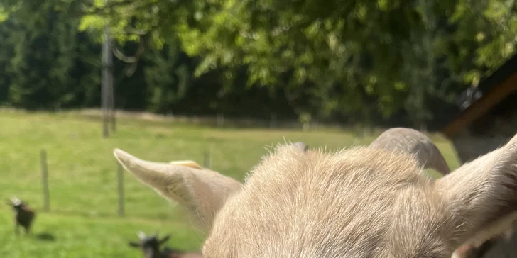 Zážitek na záchranné farmě: terapie kozami nebo farmářem na zkoušku pro dva i rodinu
