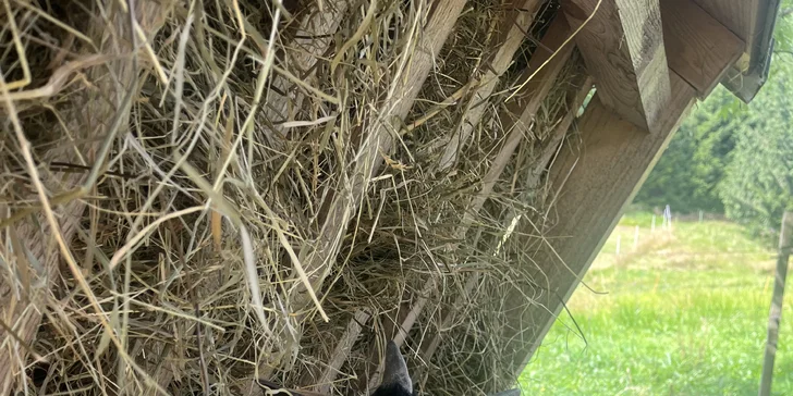 Zážitek na záchranné farmě: terapie kozami nebo farmářem na zkoušku pro dva i rodinu