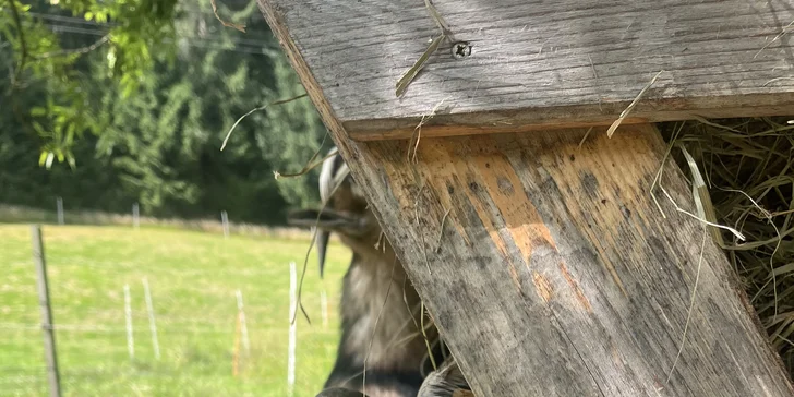 Zážitek na záchranné farmě: terapie kozami nebo farmářem na zkoušku pro dva i rodinu