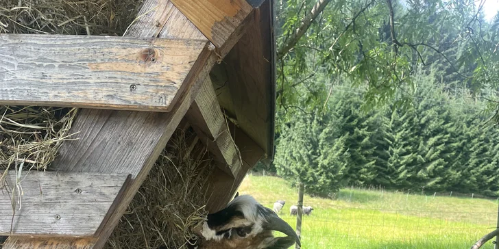 Zážitek na záchranné farmě: terapie kozami nebo farmářem na zkoušku pro dva i rodinu