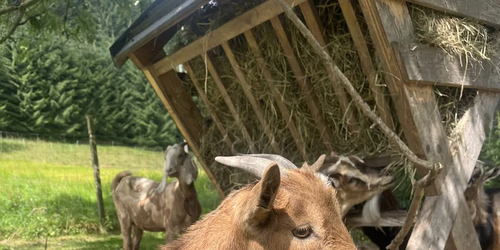 Zážitek na záchranné farmě: terapie kozami nebo farmářem na zkoušku pro dva i rodinu