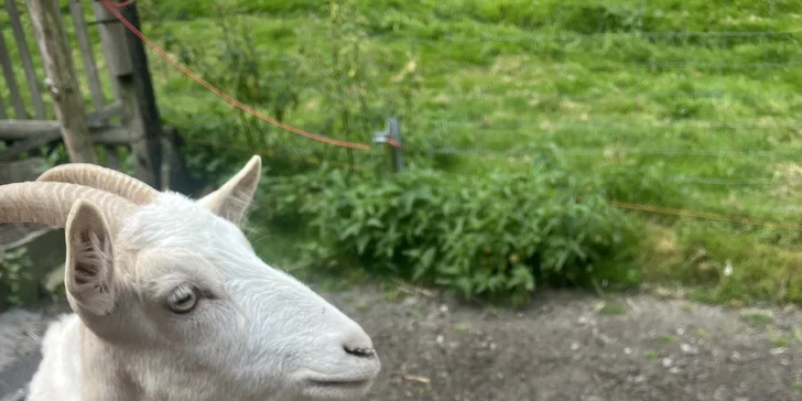 Zážitek na záchranné farmě: terapie kozami nebo farmářem na zkoušku pro dva i rodinu