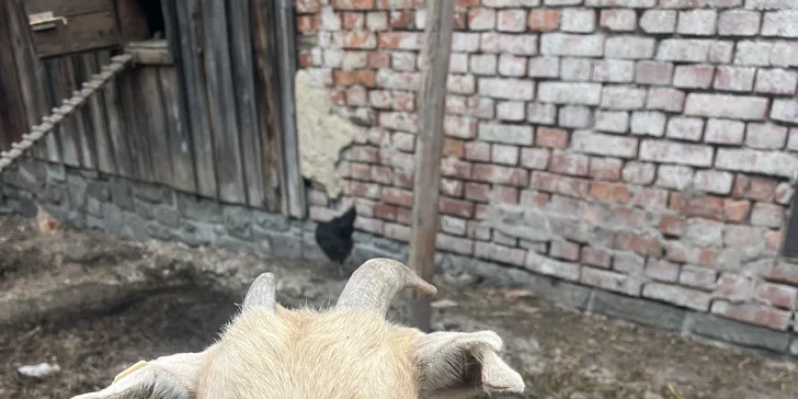 Zážitek na záchranné farmě: terapie kozami nebo farmářem na zkoušku pro dva i rodinu