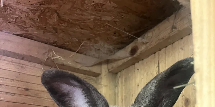 Zážitek na záchranné farmě: terapie kozami nebo farmářem na zkoušku pro dva i rodinu