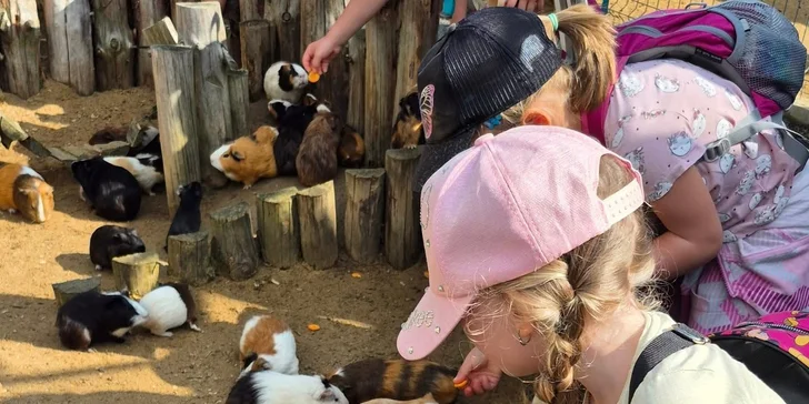 Krmení a podpora zvířátek v kontaktní miniZOO Vendryně: alpaky, surikaty, lemuři, králíčci a další