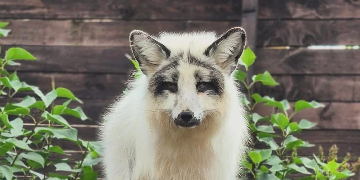 Krmení a podpora zvířátek v kontaktní miniZOO Vendryně: alpaky, surikaty, lemuři, králíčci a další