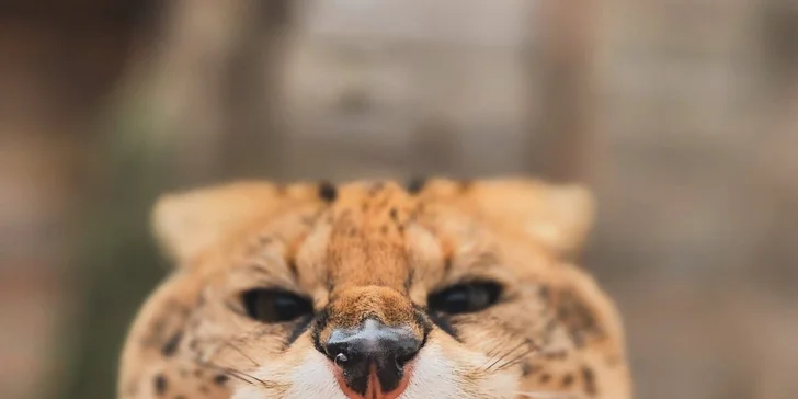 Krmení a podpora zvířátek v kontaktní miniZOO Vendryně: alpaky, surikaty, lemuři, králíčci a další