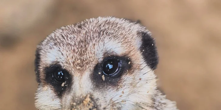 Krmení a podpora zvířátek v kontaktní miniZOO Vendryně: alpaky, surikaty, lemuři, králíčci a další