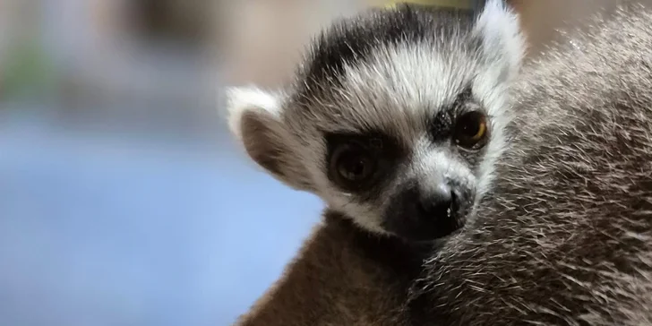 Krmení a podpora zvířátek v kontaktní miniZOO Vendryně: alpaky, surikaty, lemuři, králíčci a další