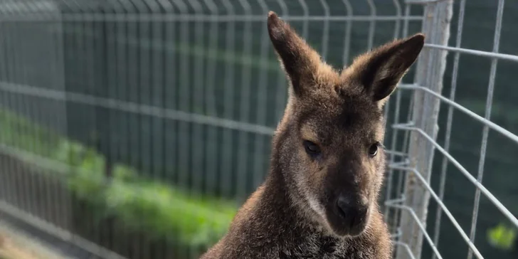 Krmení a podpora zvířátek v kontaktní miniZOO Vendryně: alpaky, surikaty, lemuři, králíčci a další