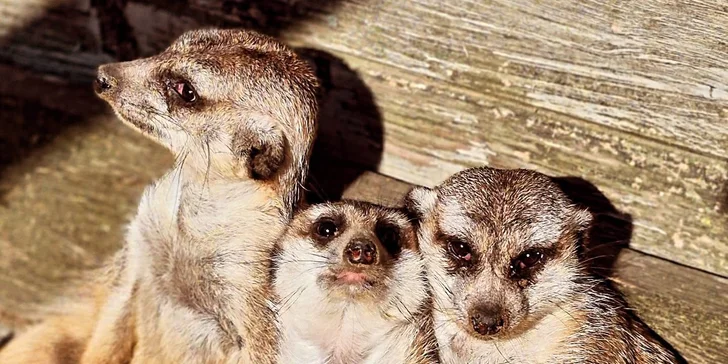 Krmení a podpora zvířátek v kontaktní miniZOO Vendryně: alpaky, surikaty, lemuři, králíčci a další