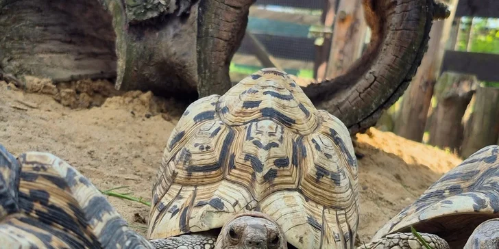 Krmení a podpora zvířátek v kontaktní miniZOO Vendryně: alpaky, surikaty, lemuři, králíčci a další