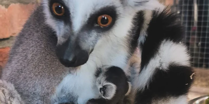 Krmení a podpora zvířátek v kontaktní miniZOO Vendryně: alpaky, surikaty, lemuři, králíčci a další