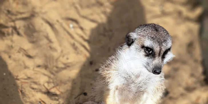Krmení a podpora zvířátek v kontaktní miniZOO Vendryně: alpaky, surikaty, lemuři, králíčci a další