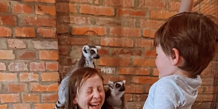 Krmení a podpora zvířátek v kontaktní miniZOO Vendryně: alpaky, surikaty, lemuři, králíčci a další