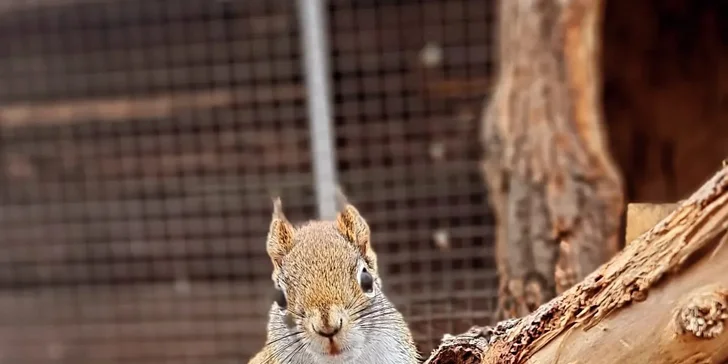 Krmení a podpora zvířátek v kontaktní miniZOO Vendryně: alpaky, surikaty, lemuři, králíčci a další