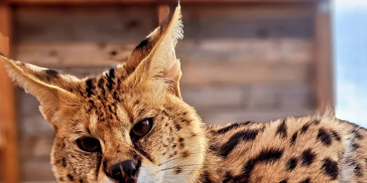 Krmení a podpora zvířátek v kontaktní miniZOO Vendryně: alpaky, surikaty, lemuři, králíčci a další