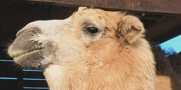 Krmení a podpora zvířátek v kontaktní miniZOO Vendryně: alpaky, surikaty, lemuři, králíčci a další