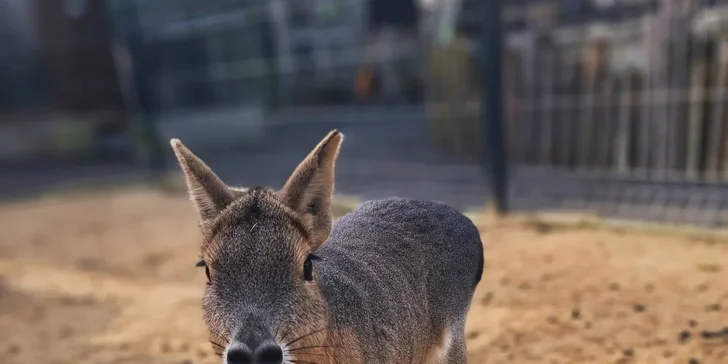 Krmení a podpora zvířátek v kontaktní miniZOO Vendryně: alpaky, surikaty, lemuři, králíčci a další